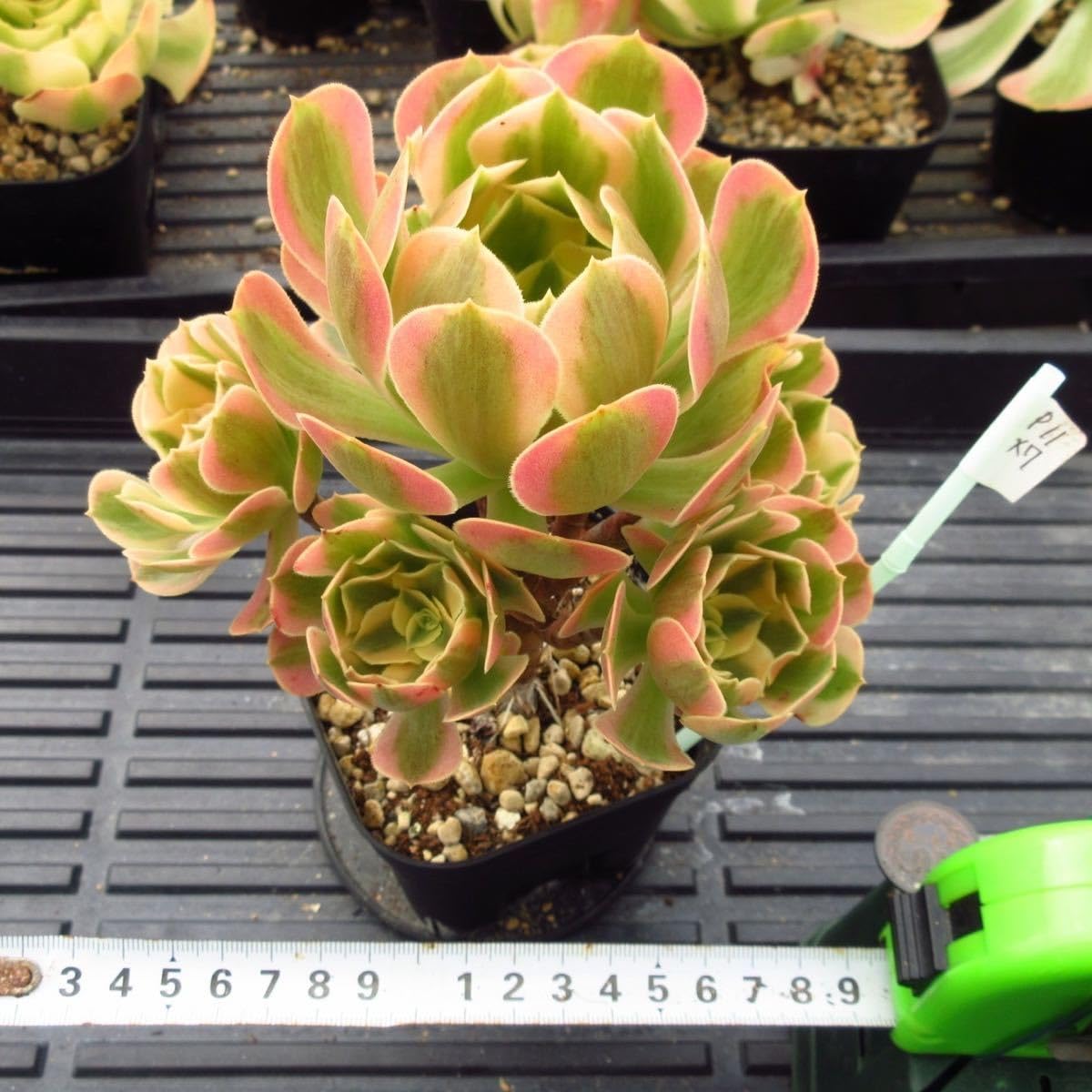 Amazon.co.jp: ！！多肉植物 ピンクウィッチ 7頭 超特大 太幹